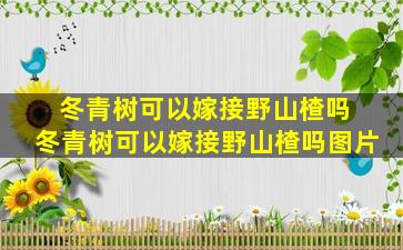 冬青树可以嫁接野山楂吗 冬青树可以嫁接野山楂吗图片